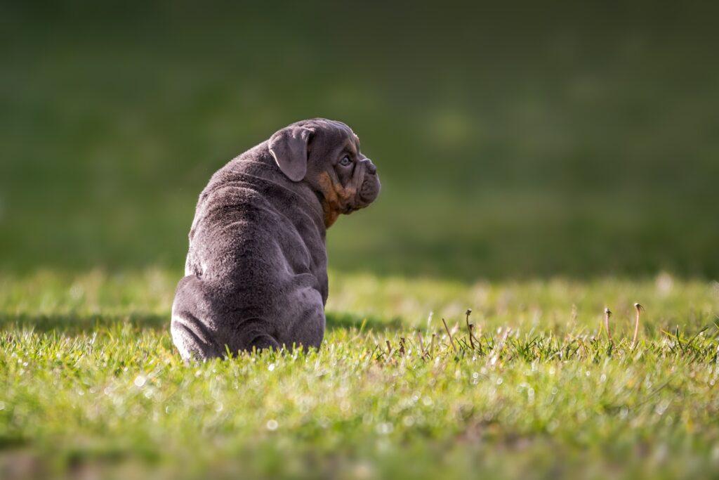 little puppy alone in a garden