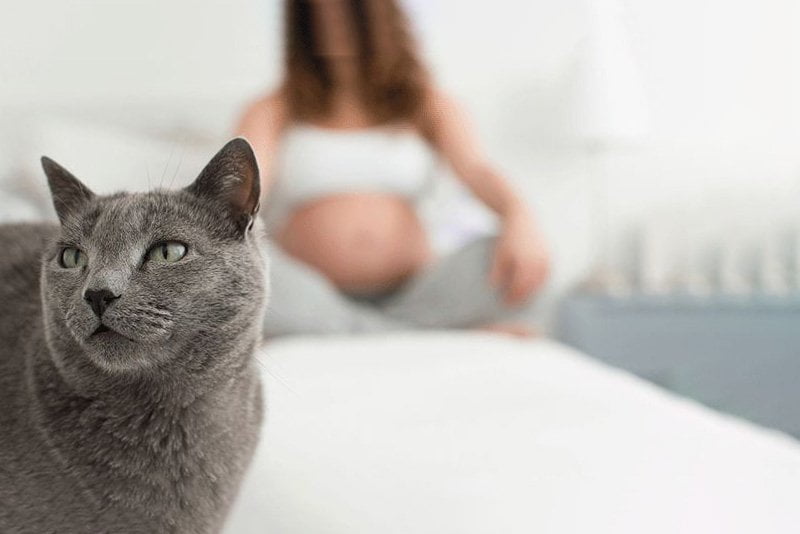 Toksoplazmoza, jak jej zapobiegać choroby kobieta w ciąży koty