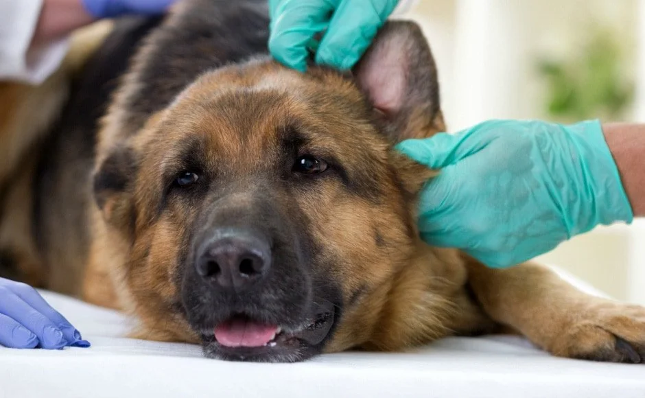 Zapalenie uszu u psa centrum weterynarii Mieszczańska
