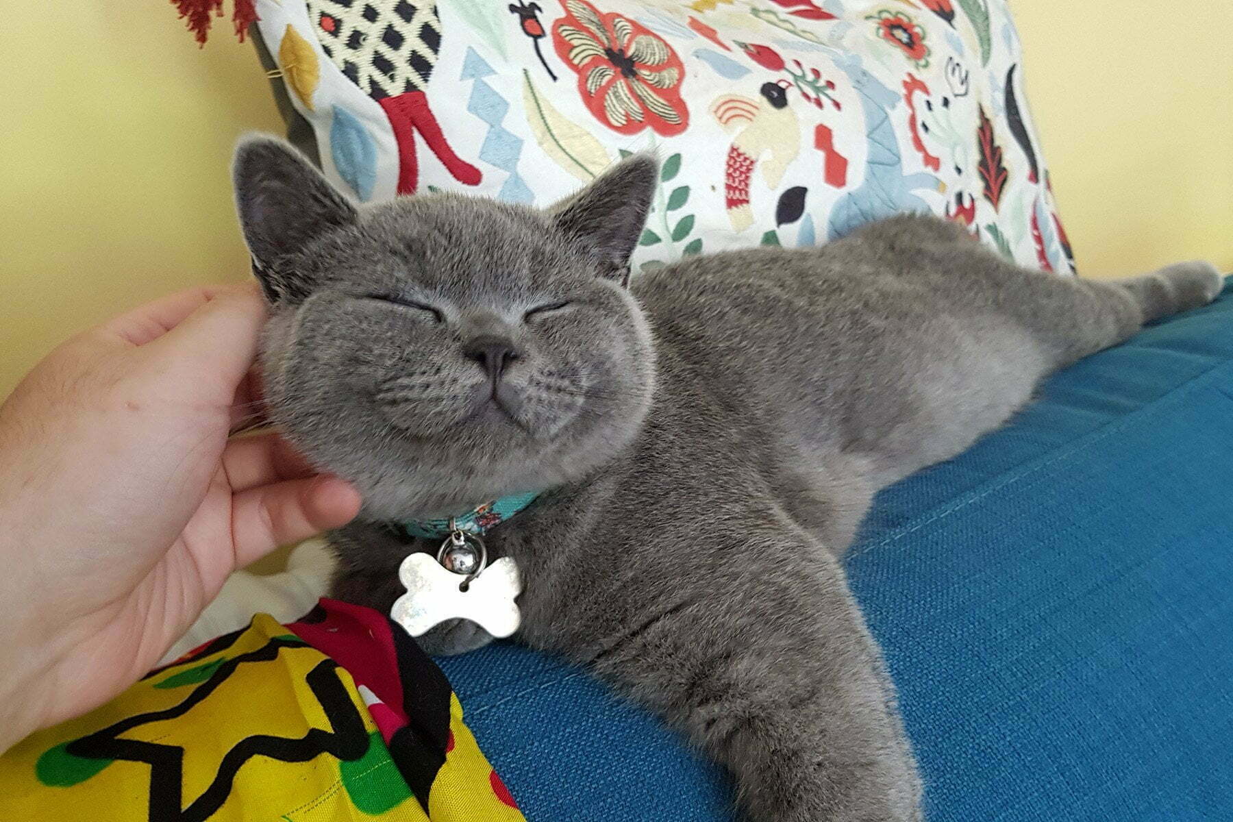 Kot brytyjski krótkowłosy (British Shorthair)