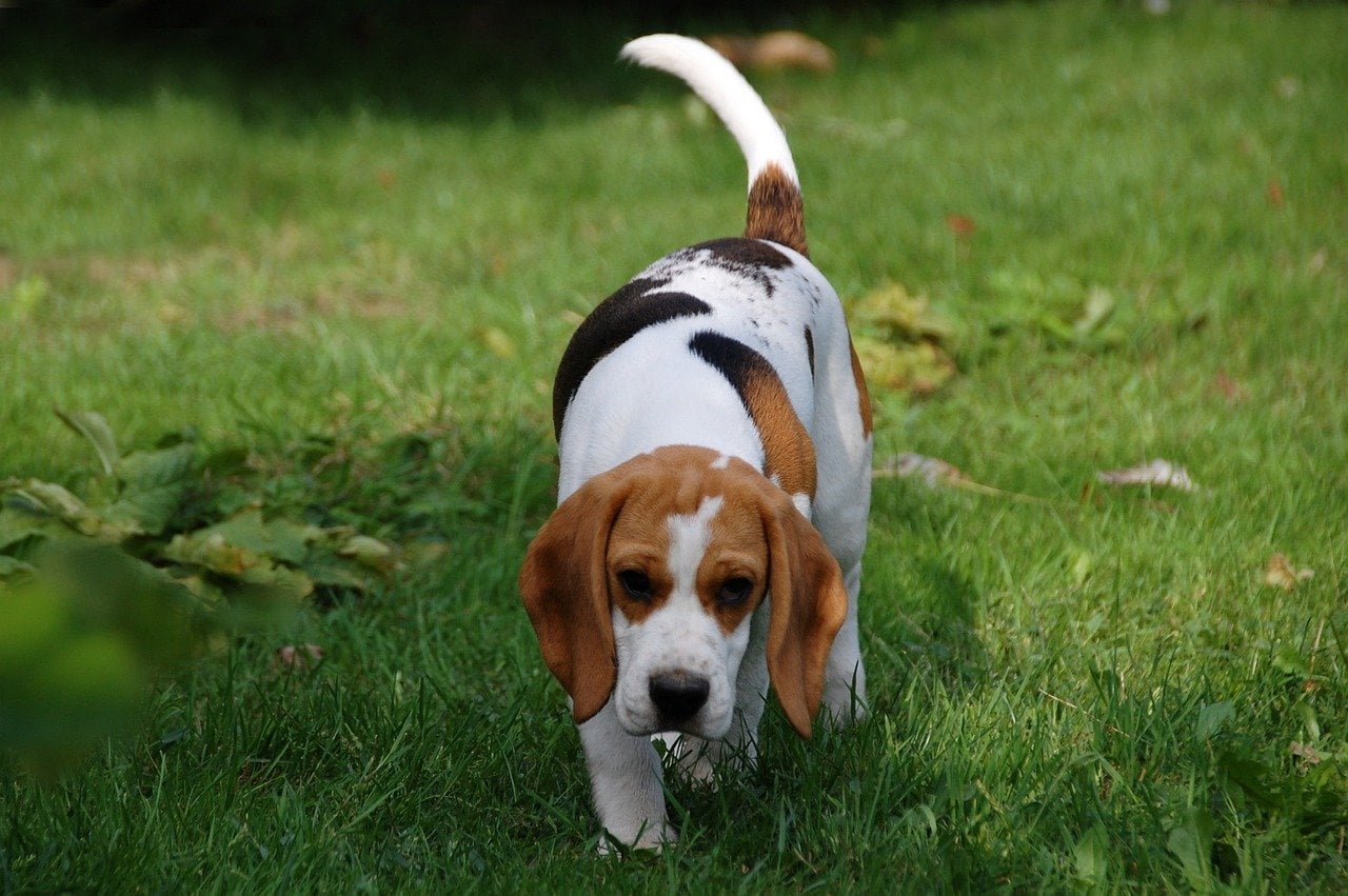 Beagle rasa psów / Beagle rasa psa
