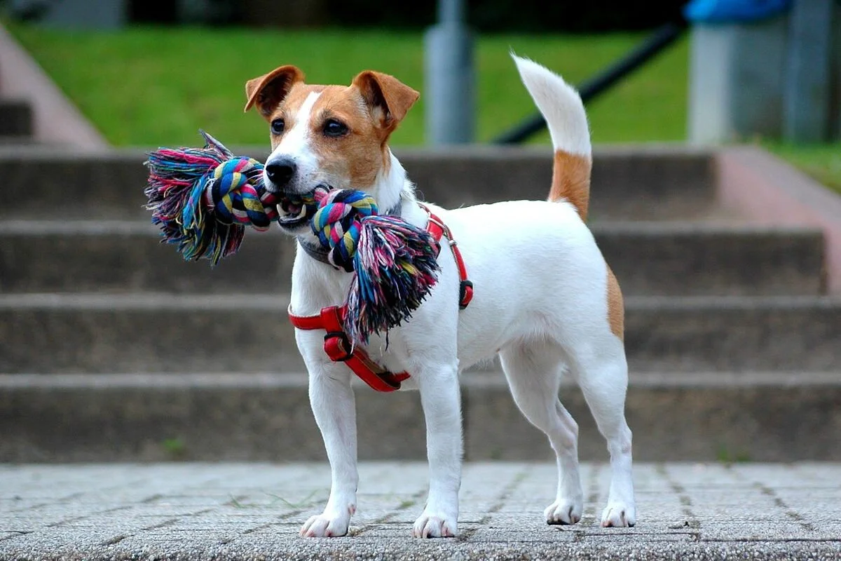 Jack Russell Terrier pies rasa Mieszczańska Centrum Weterynarii