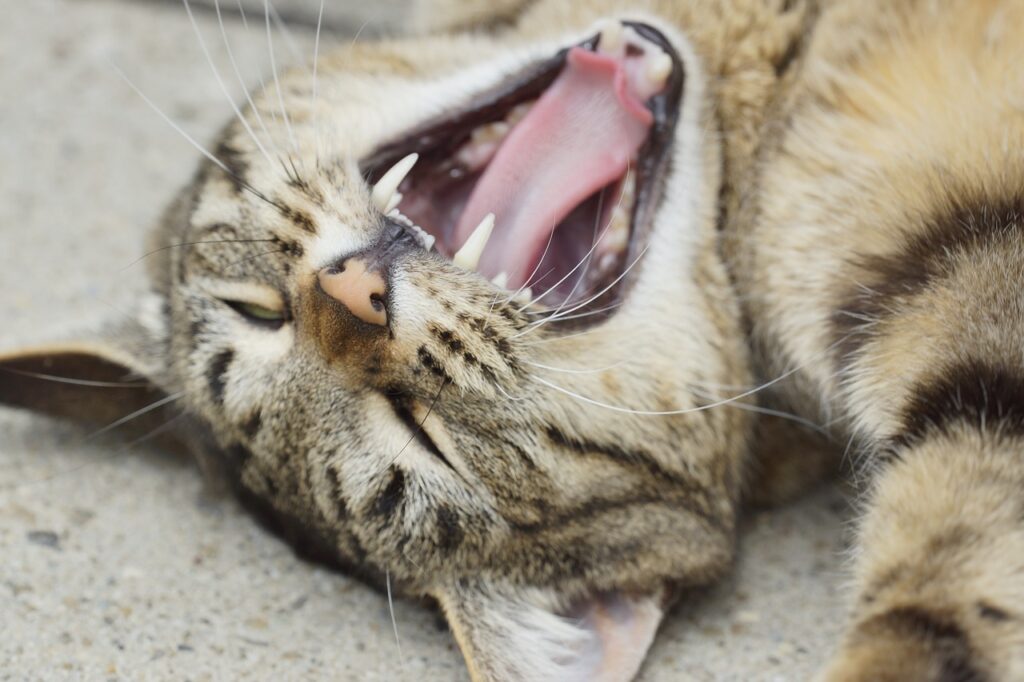 Wymiana zębów u kota. Kiedy kotu wypadają zęby mleczne?