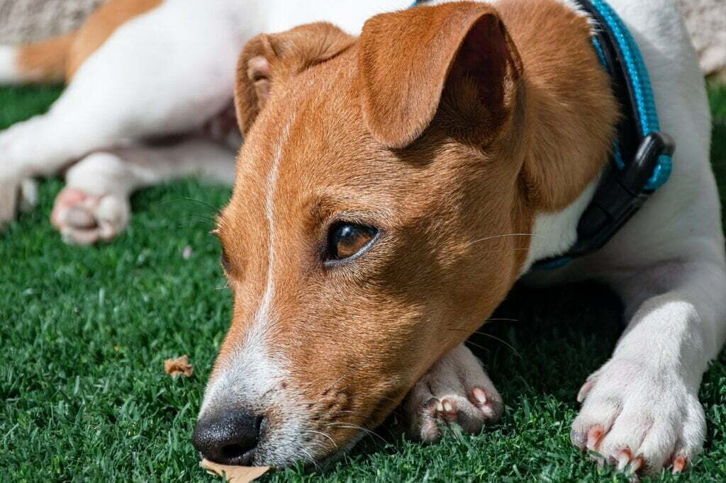 Jack Rassell Terrier pies rasa Mieszczańska Centrum Weterynarii