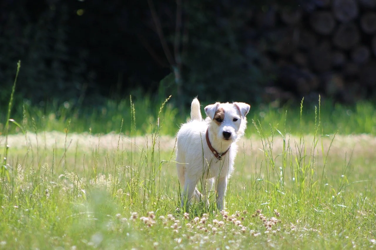 Jack Rassell Terrier pies rasa Mieszczańska Centrum Weterynarii