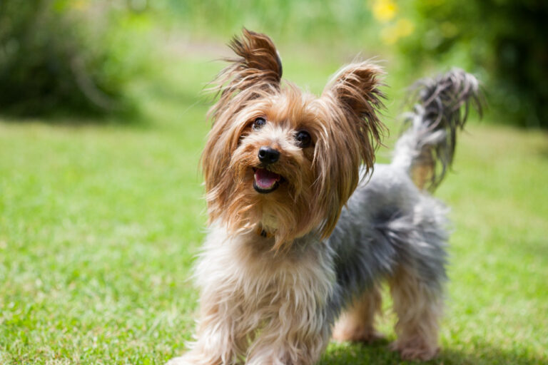 Yorkshire terrier Mieszczanska Centrum Weterynarii Wroclaw