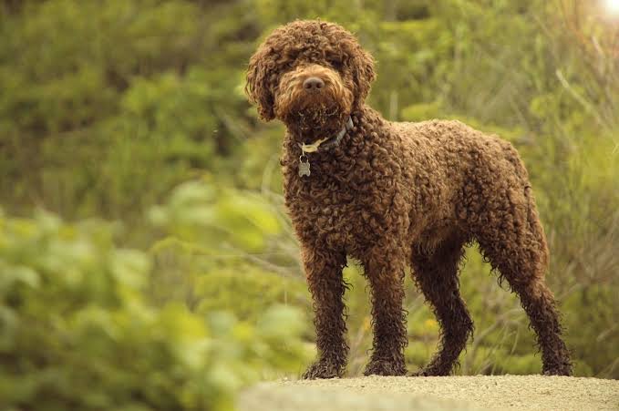 Lagotto Romagnolo rasa centrum weterynarii wroclaw