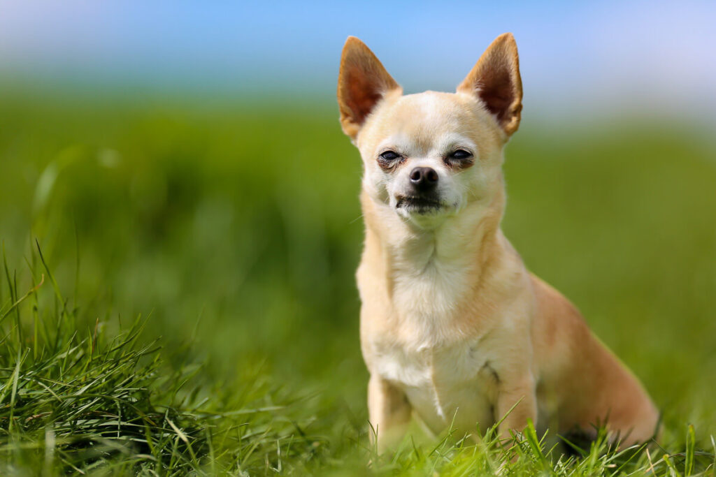 Chihuahua – wielkie serce w małym ciele! 3 Chihuahua rasa psa Mieszczanska Centrum Weterynarii