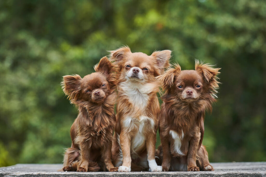 Chihuahua – wielkie serce w małym ciele! 2 Chihuahua rasa psa Mieszczanska Centrum Weterynarii