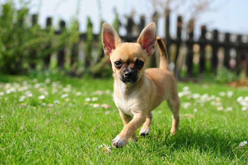 Chihuahua – wielkie serce w małym ciele! 1 Chihuahua rasa psa Mieszczanska Centrum Weterynarii