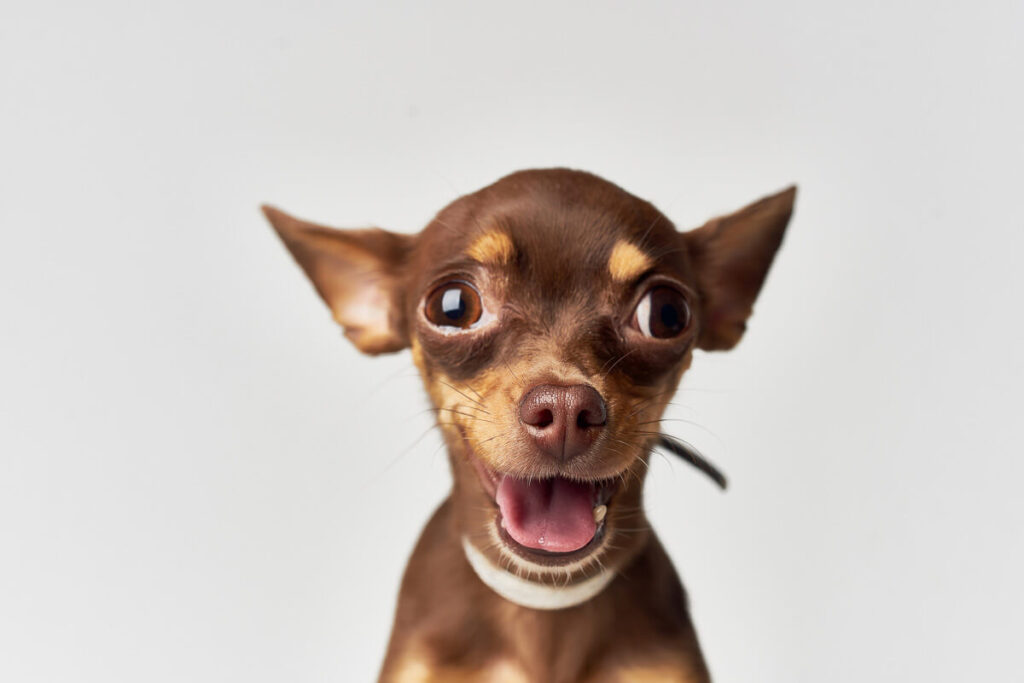 Chihuahua – wielkie serce w małym ciele! 4 Chihuahua rasa psa Mieszczanska Centrum Weterynarii