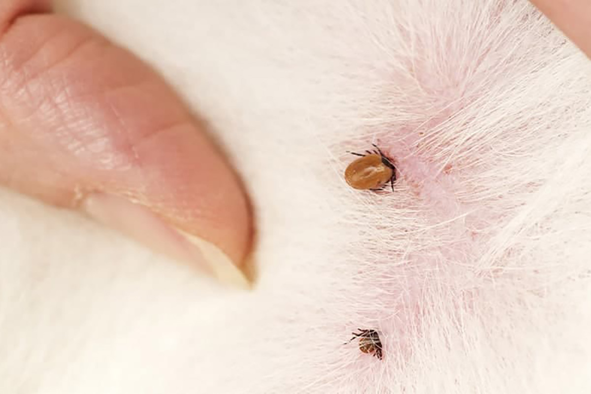 kleszcze Mieszczańska Centrum Weterynarii Wrocław