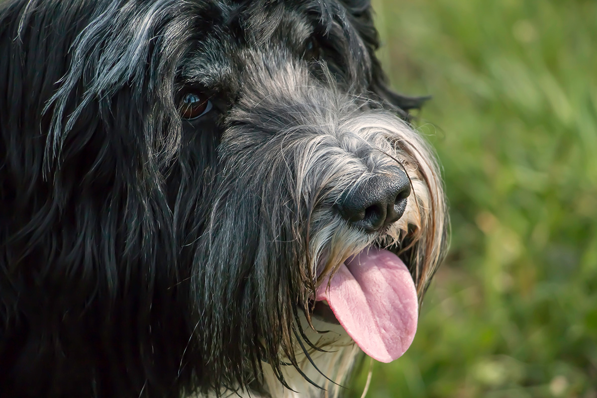 Polski owczarek nizinny (PON) Polskie rasy psów Mieszczańska Centrum Weterynarii